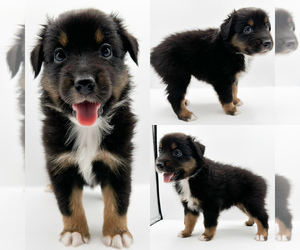 Miniature Australian Shepherd Puppy for sale in BROOKER, FL, USA