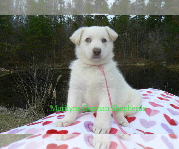 Medium Photo #3 German Shepherd Dog Puppy For Sale in PIEDMONT, MO, USA