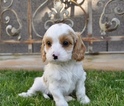 Small Photo #24 Cavapoo Puppy For Sale in PHOENIX, AZ, USA
