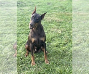 Mother of the Doberman Pinscher puppies born on 03/17/2025
