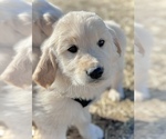 Small #3 English Cream Golden Retriever