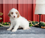 Small #2 Goldendoodle (Miniature)