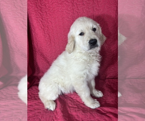 Medium Photo #3 English Cream Golden Retriever Puppy For Sale in GREENFIELD, IN, USA