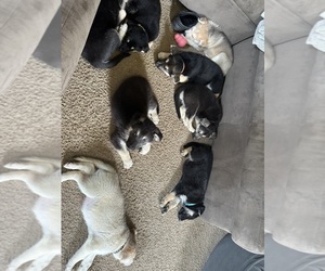 German Shepherd Dog-Siberian Husky Mix Litter for sale in CLYDE, NY, USA