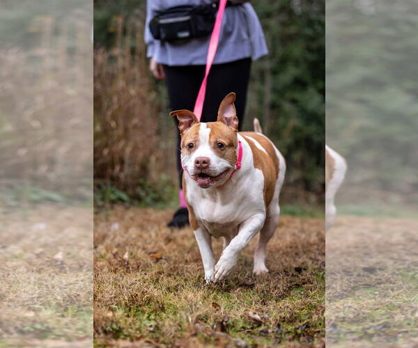 Medium Photo #2 American Staffordshire Terrier-Unknown Mix Puppy For Sale in Holly Springs, NC, USA