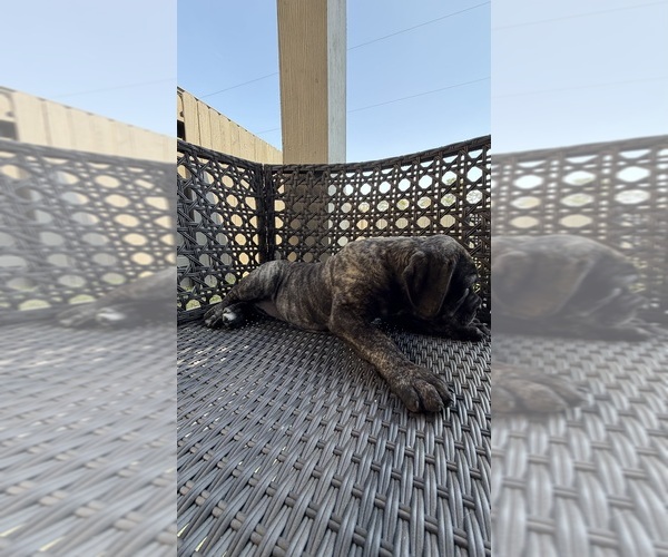 Medium Photo #11 Cane Corso-Mastiff Mix Puppy For Sale in NEW CANEY, TX, USA