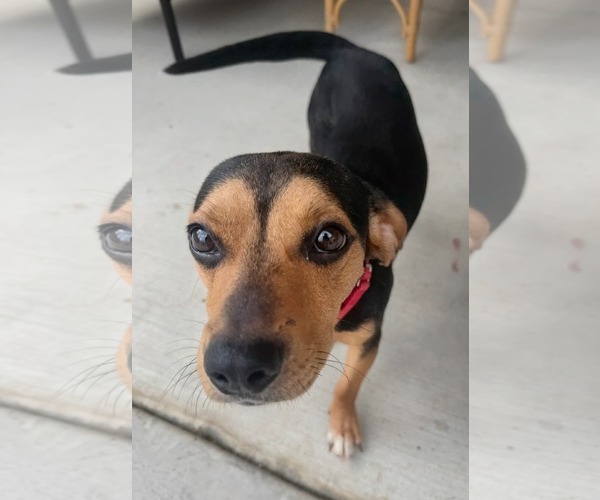 Medium Photo #9 Beagle-Unknown Mix Puppy For Sale in Dunnellon, FL, USA