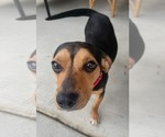 Small #8 Beagle Mix