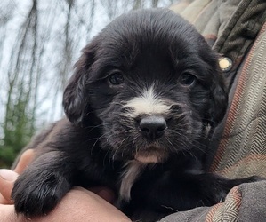 Beago Puppy for sale in PLYMOUTH, ME, USA