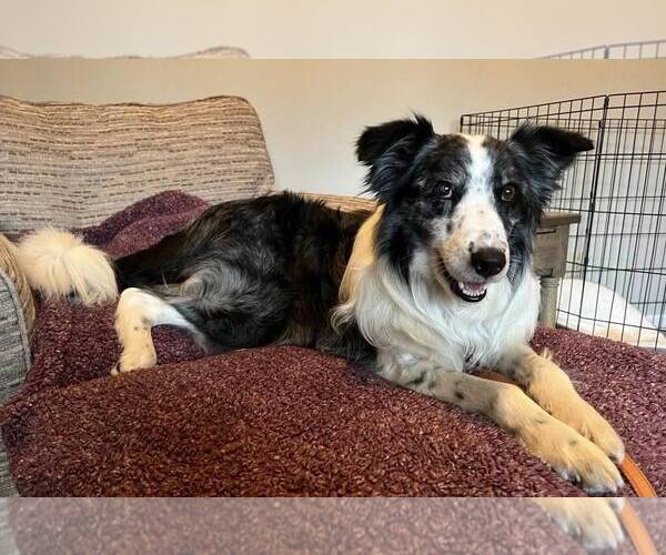 Medium Photo #7 Border Collie Puppy For Sale in Highland, IL, USA