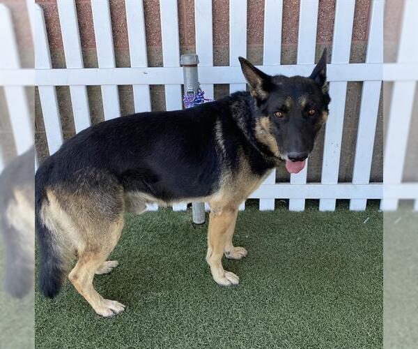 Medium Photo #1 German Shepherd Dog Puppy For Sale in Modesto, CA, USA