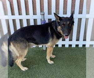 German Shepherd Dog Dogs for adoption in Modesto, CA, USA