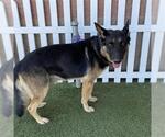 Small German Shepherd Dog