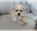Small #3 Cairn Terrier