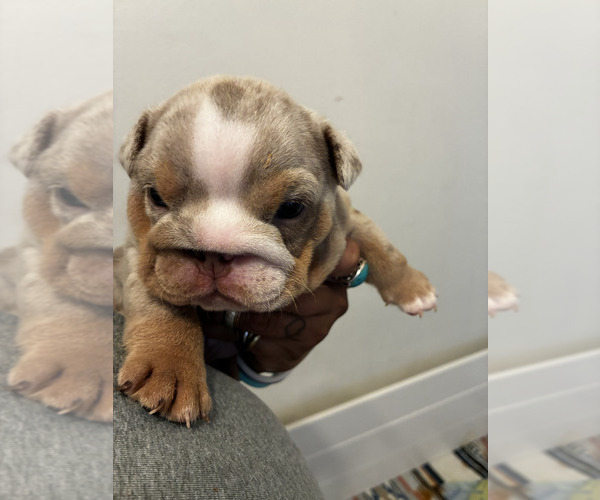 Medium Photo #1 English Bulldog Puppy For Sale in MILPITAS, CA, USA