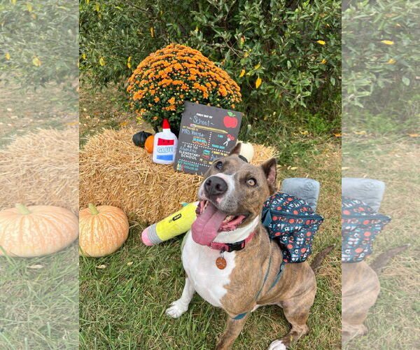 Medium Photo #9 American Pit Bull Terrier-Unknown Mix Puppy For Sale in Germantown, OH, USA