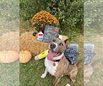 Small #8 American Pit Bull Terrier Mix