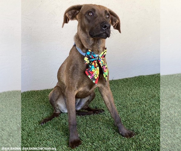 Medium Photo #2 Boxador Puppy For Sale in San Diego, CA, USA