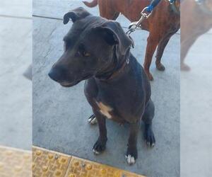 Mutt Dogs for adoption in Bakersfield, CA, USA