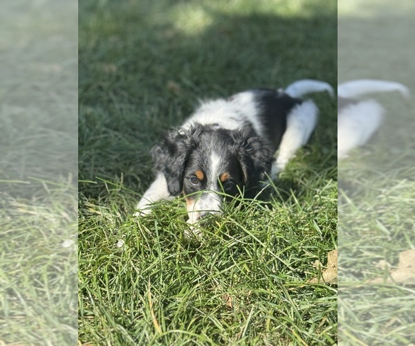 Medium Photo #5 Miniature Bernedoodle Puppy For Sale in LONGMONT, CO, USA