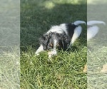 Small #4 Miniature Bernedoodle