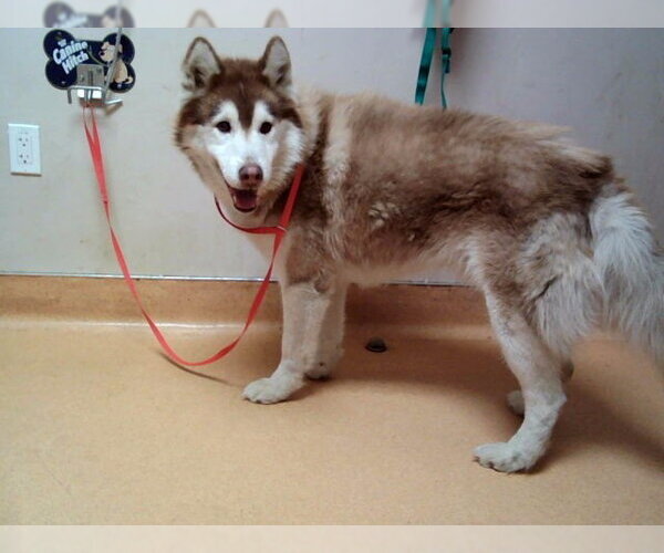 Medium Photo #1 Siberian Husky Puppy For Sale in Martinez, CA, USA