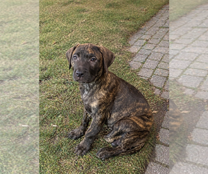 Presa Canario Puppy for sale in ANSON, ME, USA