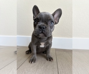 French Bulldog Puppy for sale in BAKERSFIELD, CA, USA