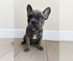 Small French Bulldog
