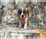 Small #7 Cavalier King Charles Spaniel-Jack Russell Terrier Mix