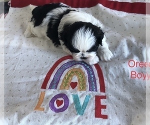 Shih Tzu Puppy for sale in REDINGTN SHOR, FL, USA