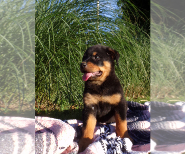 Medium Photo #6 Rottweiler Puppy For Sale in MILLERSBURG, OH, USA