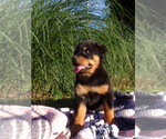 Small Photo #6 Rottweiler Puppy For Sale in MILLERSBURG, OH, USA