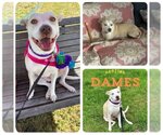 Small #1 American Staffordshire Terrier Mix
