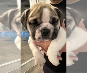 Medium English Bulldog