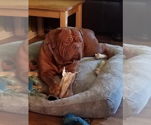 Mother of the Dogue de Bordeaux puppies born on 10/15/2019