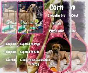 Mutt Dogs for adoption in Jacksonville, NC, USA