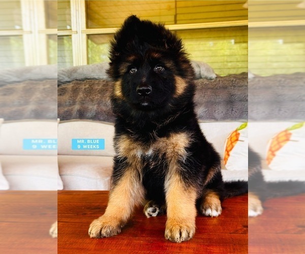 Medium Photo #1 German Shepherd Dog Puppy For Sale in GADSDEN, AL, USA