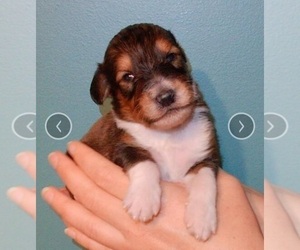 Medium Collie-Poodle (Miniature) Mix