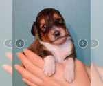 Puppy Charlie Collie-Poodle (Miniature) Mix