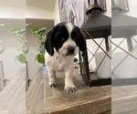 Small Photo #14 Cocker Spaniel Puppy For Sale in LAS CRUCES, NM, USA