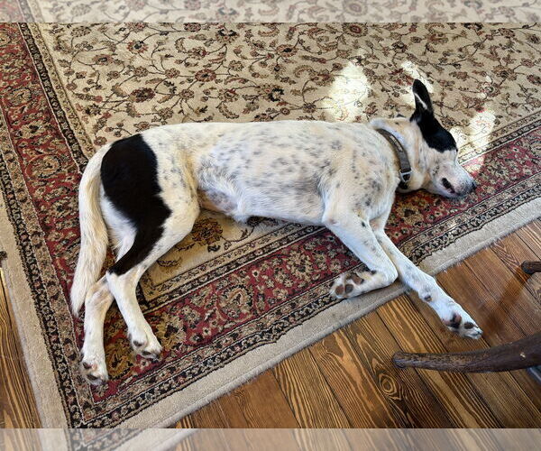 Medium Photo #2 Mutt Puppy For Sale in Rootstown, OH, USA