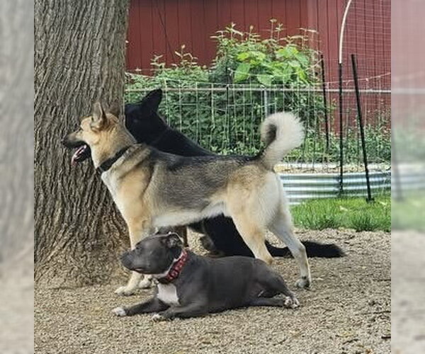 Medium Photo #6 Gerberian Shepsky Puppy For Sale in Germantown, OH, USA