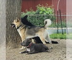 Small #5 Gerberian Shepsky