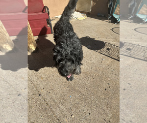 Father of the Goldendoodle puppies born on 03/25/2025
