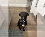 Small #12 Labrador Retriever Mix
