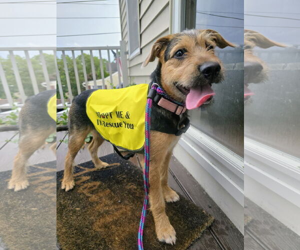 Medium Photo #9 Mutt Puppy For Sale in Rockaway, NJ, USA