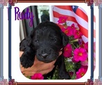 Small Photo #3 Goldendoodle Puppy For Sale in COLUMBIA CITY, IN, USA