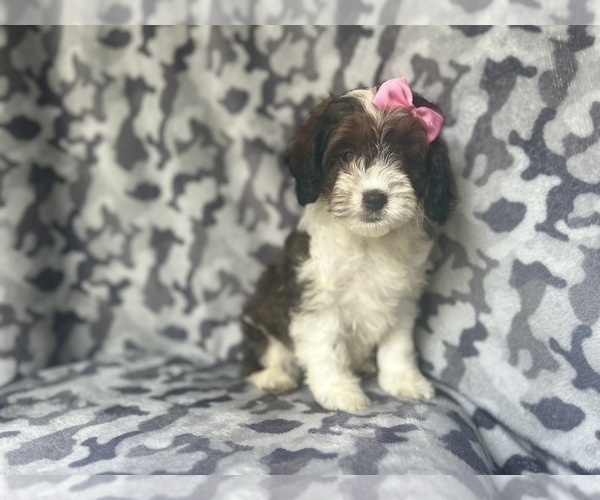Medium Photo #2 Cock-A-Poo Puppy For Sale in LAKELAND, FL, USA
