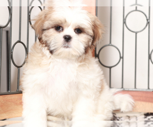 Shih Tzu Puppy for sale in NAPLES, FL, USA